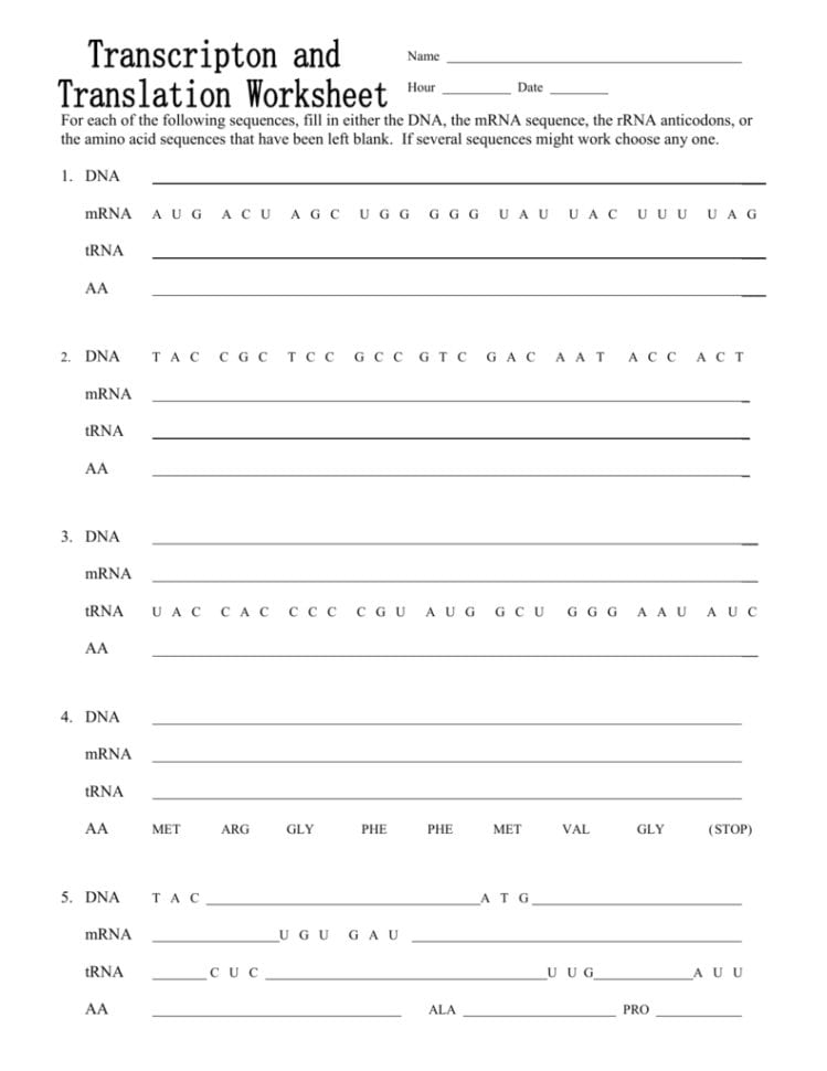 Extra Cr Transcription And Translation Worksheet