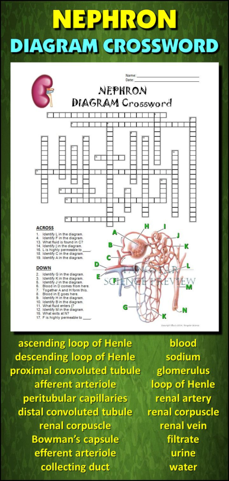 feedback-loops-glucose-and-glucagon-worksheet-answers-db-excel