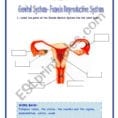 Female Genital Systemfemale Reproductive System  Esl