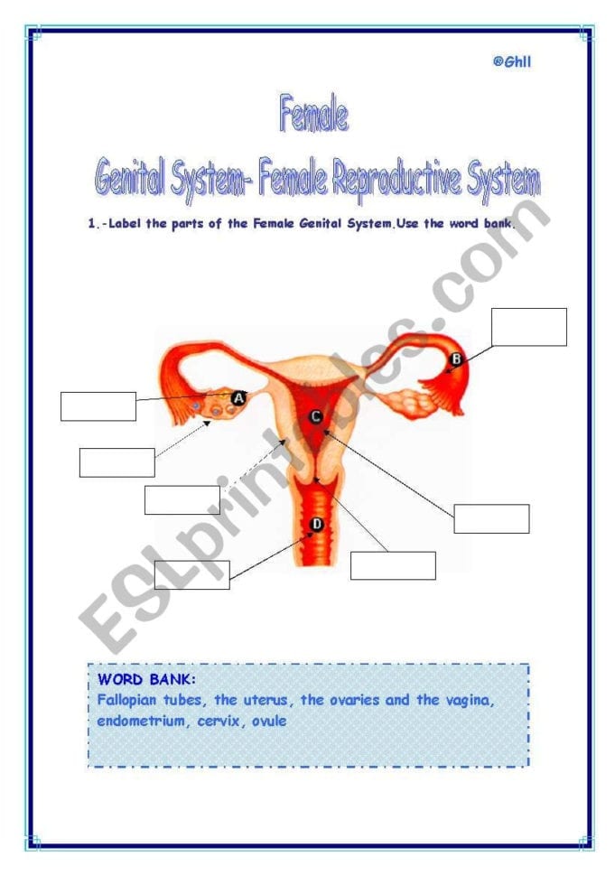 Female Genital Systemfemale Reproductive System  Esl