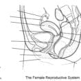 Female Reproductive System Worksheet Coloring Page  Free