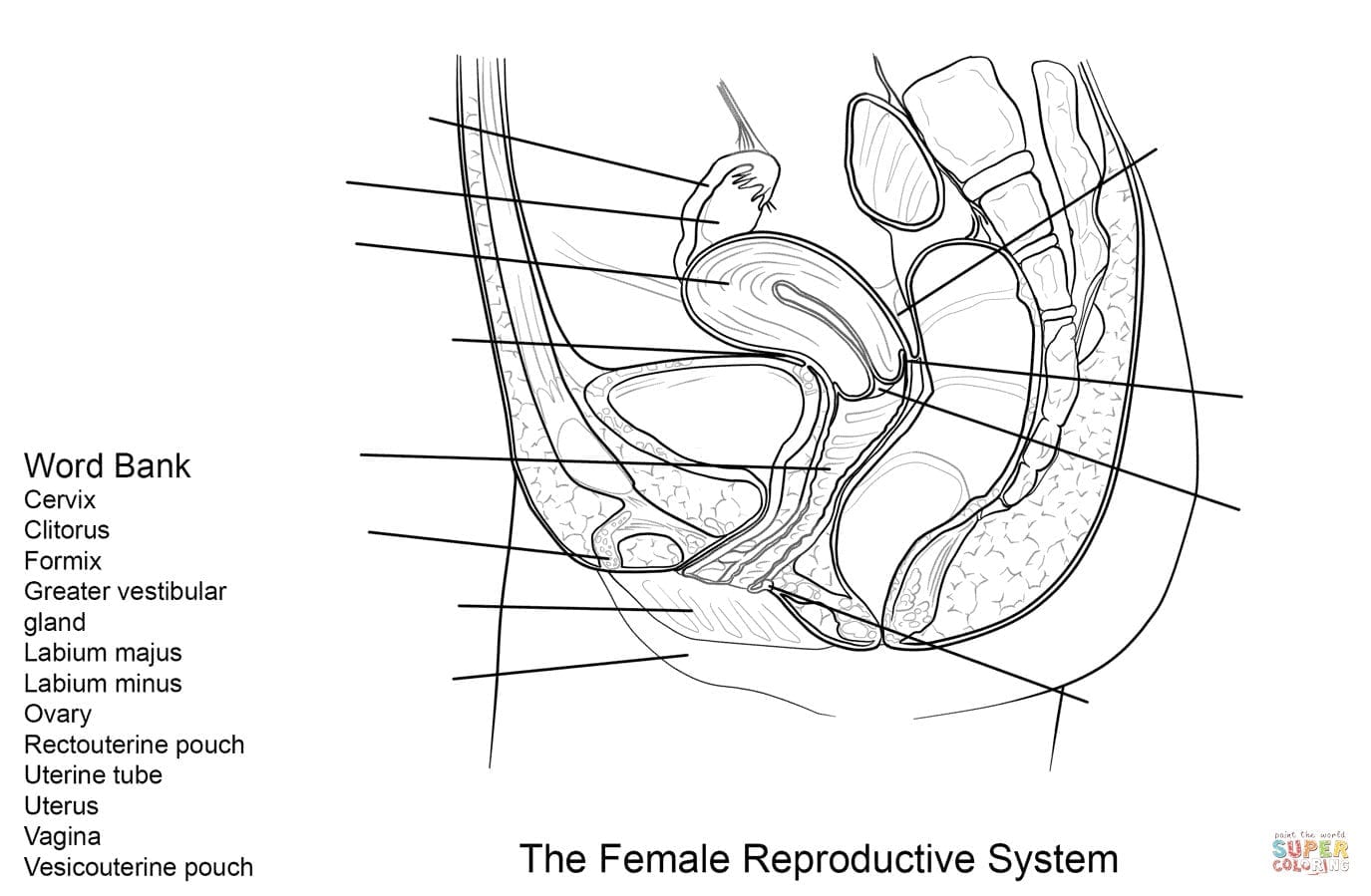 Female Reproductive System Worksheet Coloring Page  Free