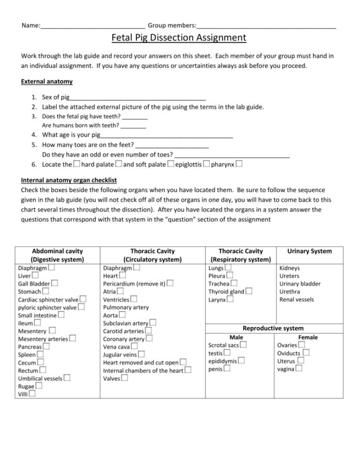 Fetal Pig Dissection Worksheet Answers