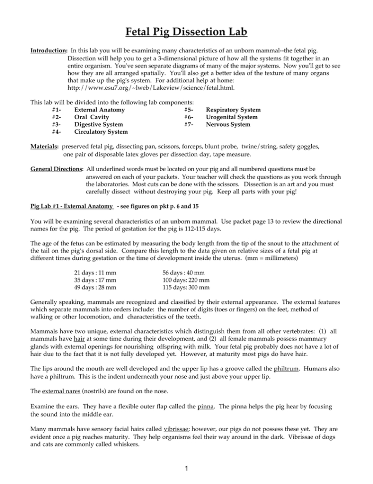 Fetal Pig Dissection Lab