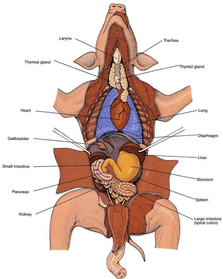Fetal Pig Dissection Lab Answers  Schoolworkhelper