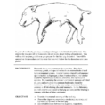 Fetal Pig Dissection – Lab Guideline