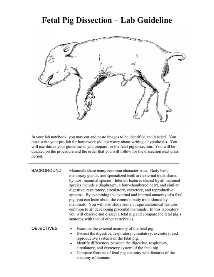 Fetal Pig Dissection Worksheet Answer Key