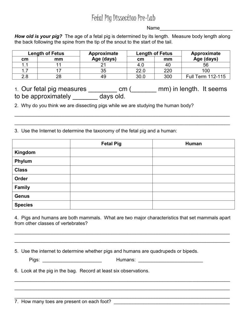 Fetal Pig Dissection Pre Lab Worksheet Answers Db excel