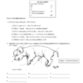 Fetal Pig Dissection Workbooklet