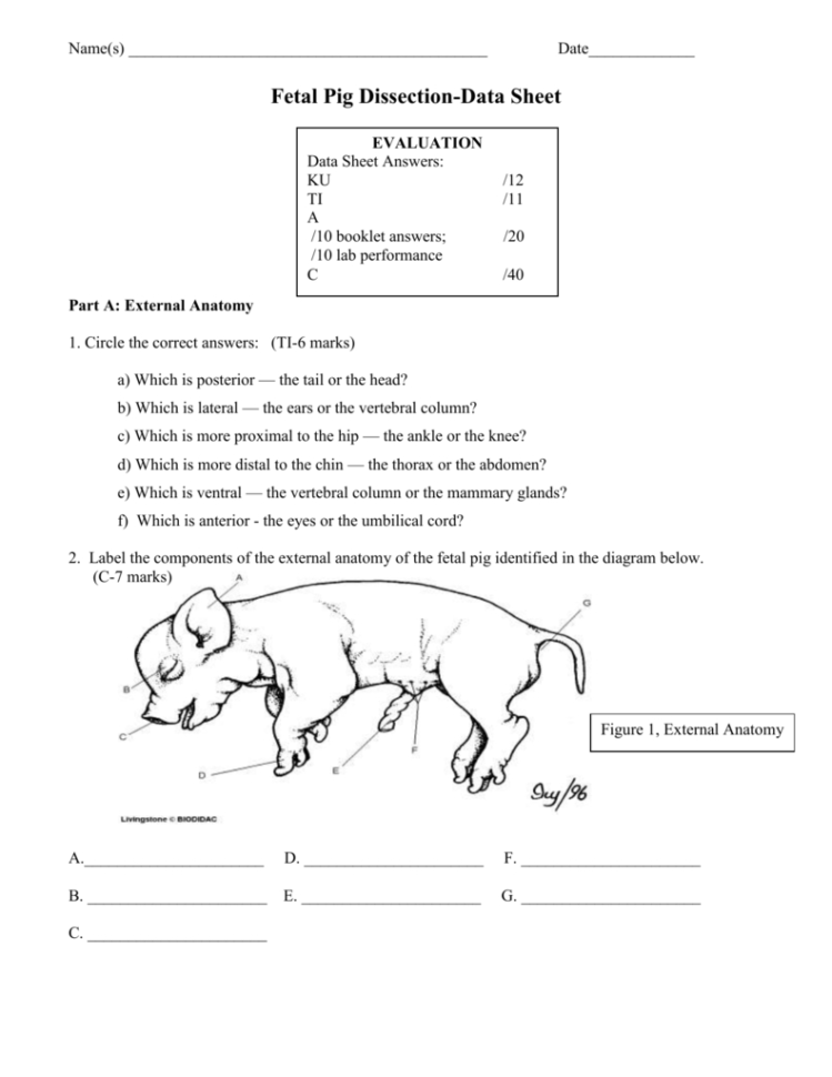 Fetal Pig Dissection Workbooklet