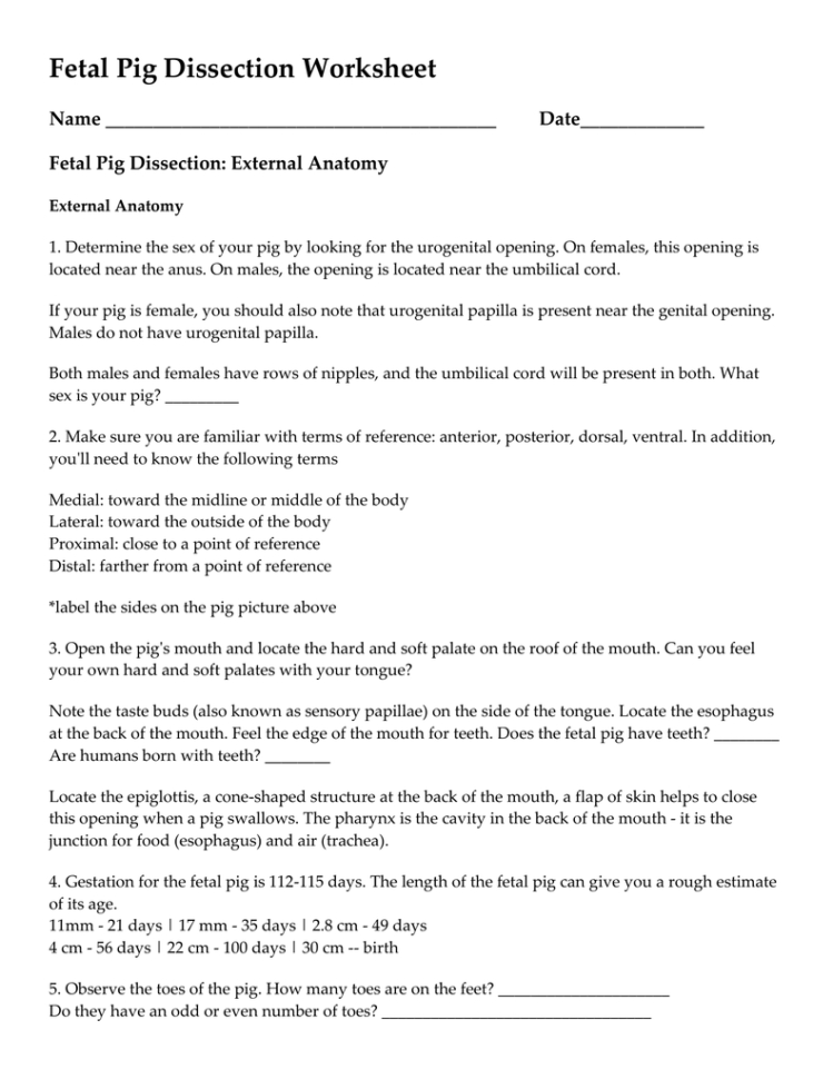 fetal-pig-dissection-worksheet-answer-key-db-excel