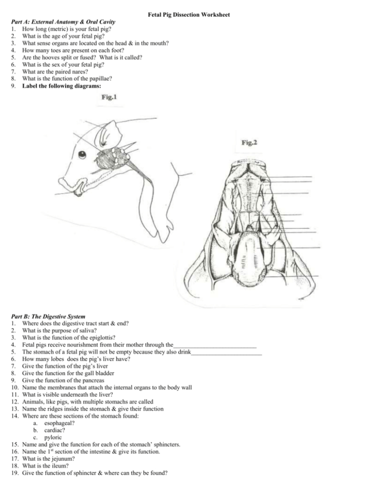 fetal-pig-dissection-worksheet-answers-db-excel