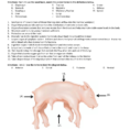 Fetal Pig Prelab 14 15 16 17