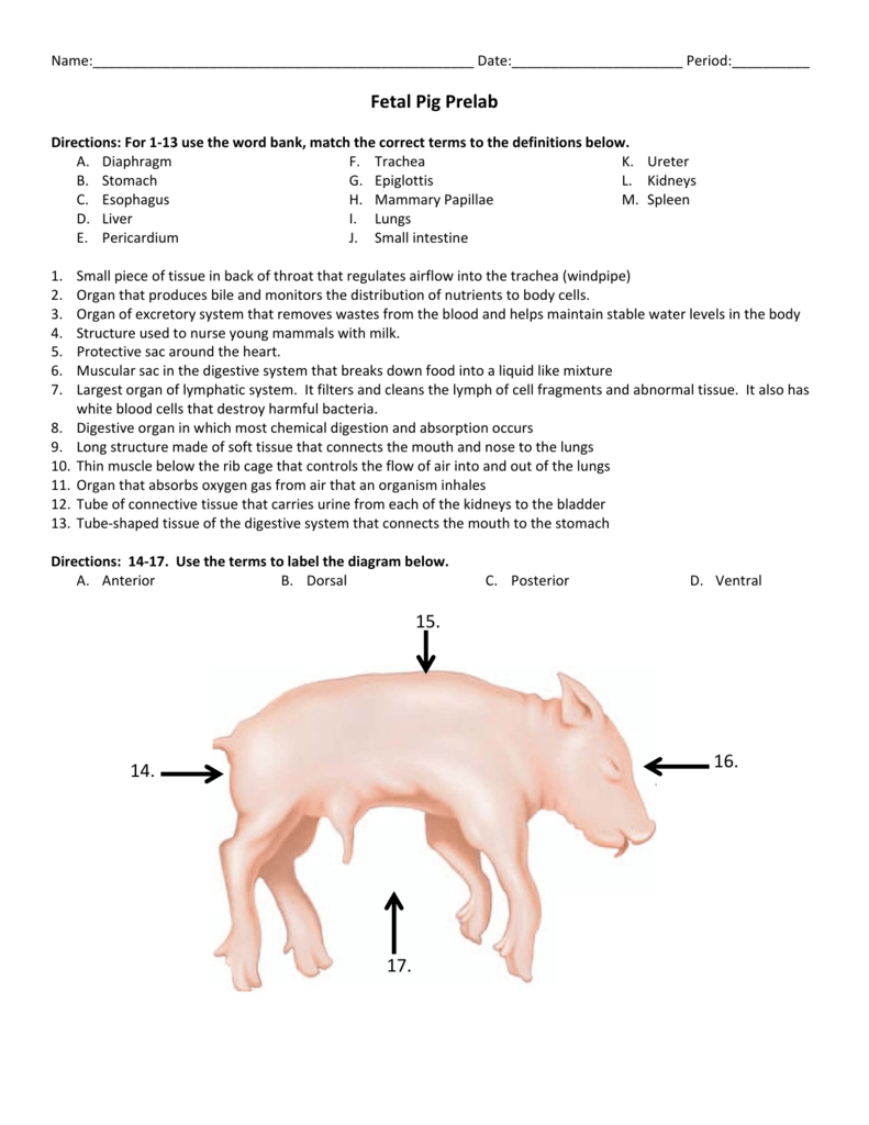 Fetal Pig Prelab 14 15 16 17 Db excel