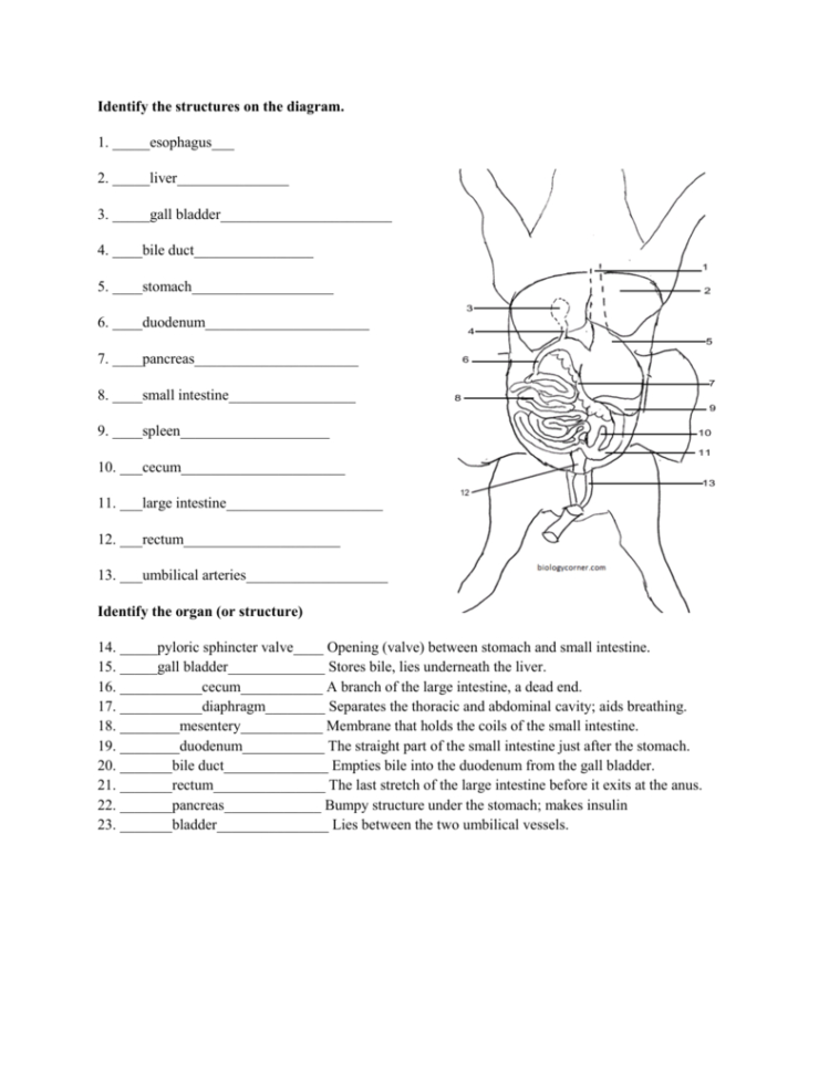 Fetal Pig Review Cont'd Key  Og