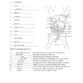 Fetal Pig Review Cont'd Key  Og