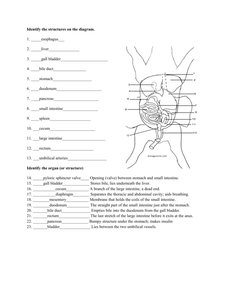 Fetal Pig Dissection Worksheet Answers Db excel