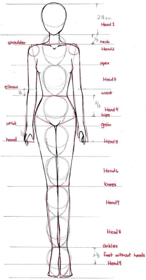 Figure Drawing Proportions Worksheet Standards Of Proportion