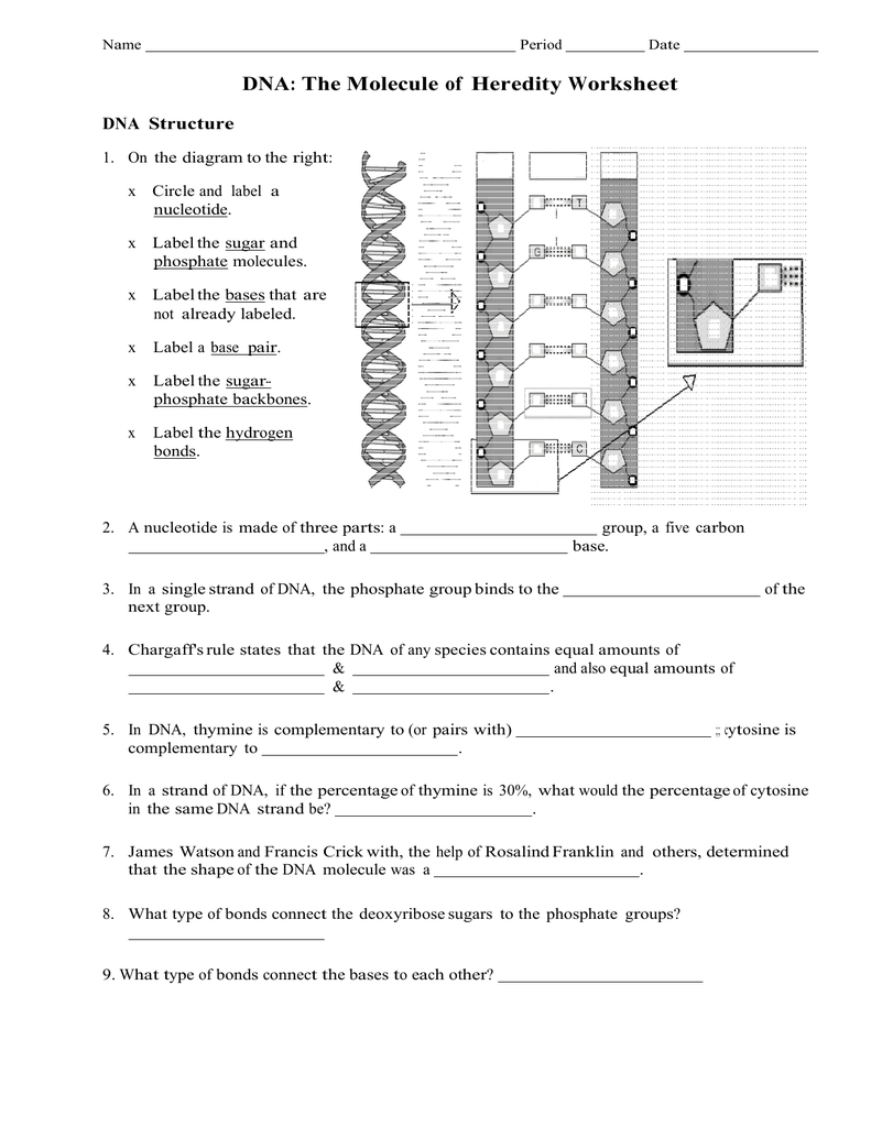 File Name Period Date Dna The Molecule Of Heredity Worksheet