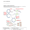 Fillable Online Modeling Bacteria Transformation Worksheet