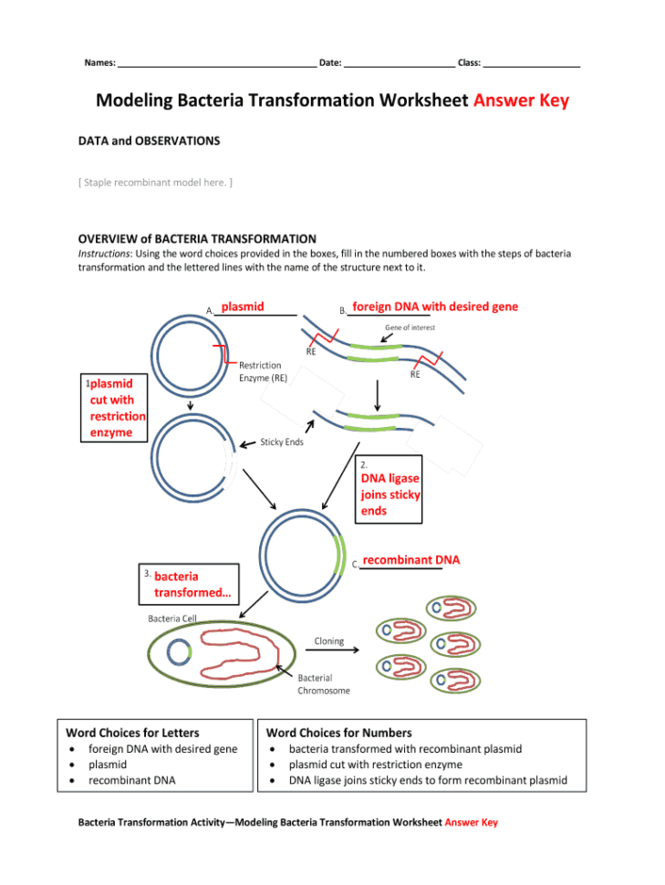 Fillable Online Modeling Bacteria Transformation Worksheet