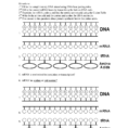 Fillable Online Protein Synthesis Worksheet   Web