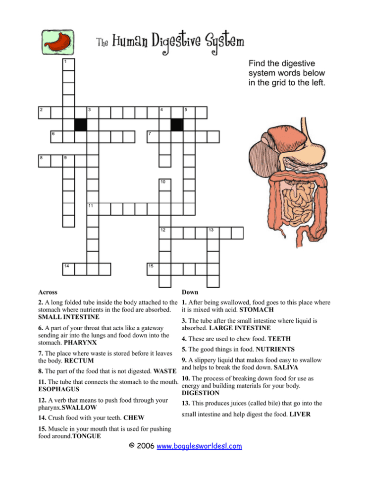 Find The Digestive System Words Below In The Grid To The Left