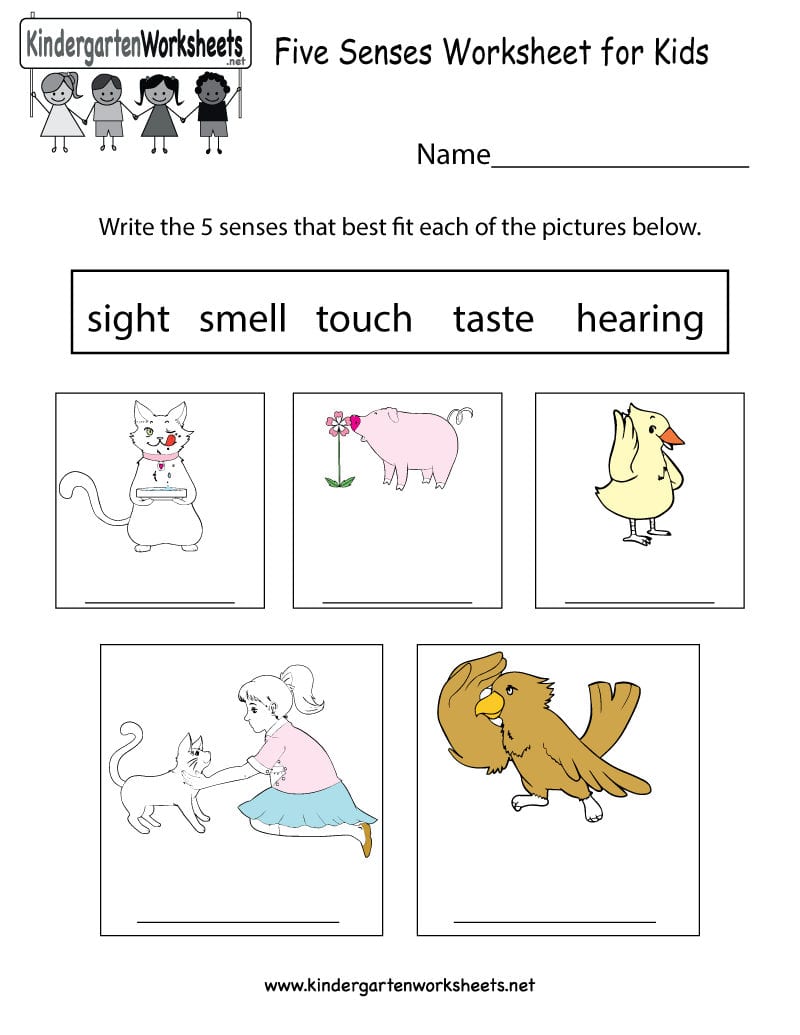 Five Senses Worksheet For Kids  Free Kindergarten Learning