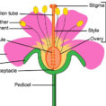 Flower Parts And Pollination Worksheet Answers  Cooler Home