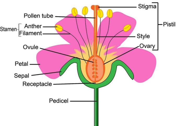 Flower Anatomy Worksheet Key — db-excel.com