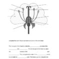 Flower Structure And Reproduction Worksheet Answers Simple