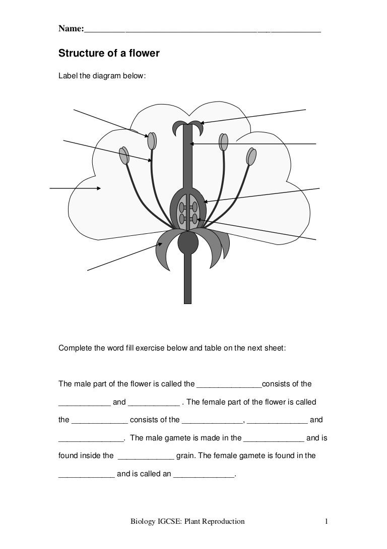 Flower Structure And Reproduction Worksheet Answers Simple