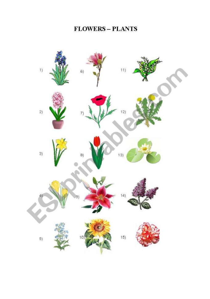 Flowersplants  Esl Worksheetthomas2000