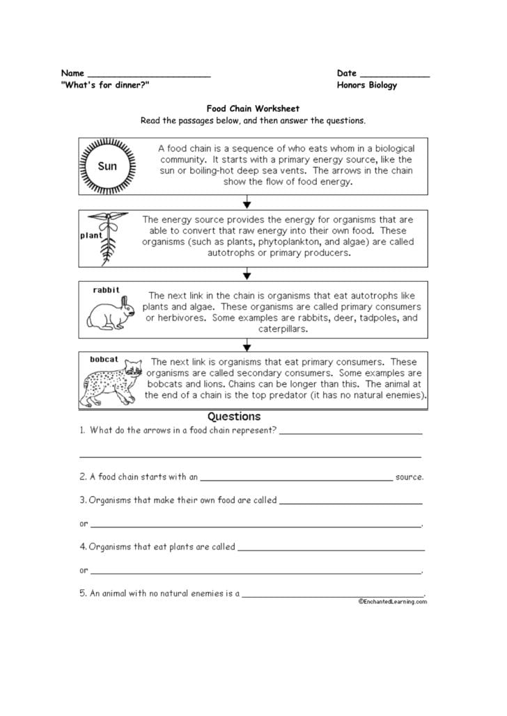 food-web-worksheet-answers-db-excel