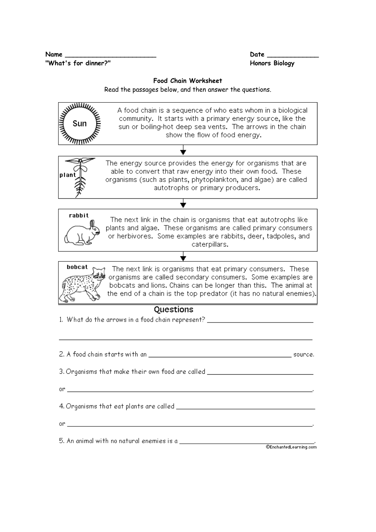 Food Chain And Food Web Worksheets