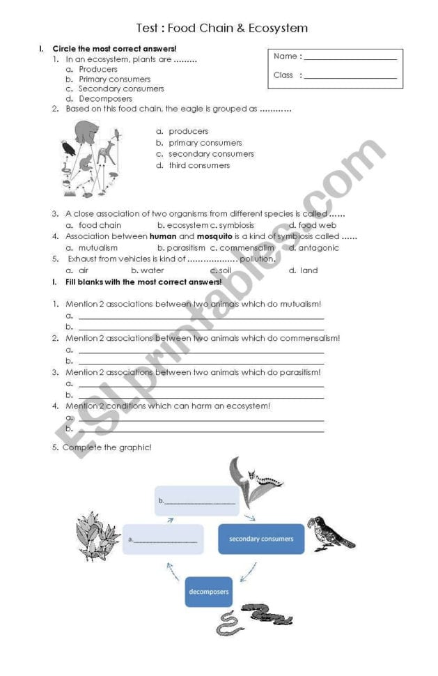 Food Chain  Ecosystem  Esl Worksheethellus