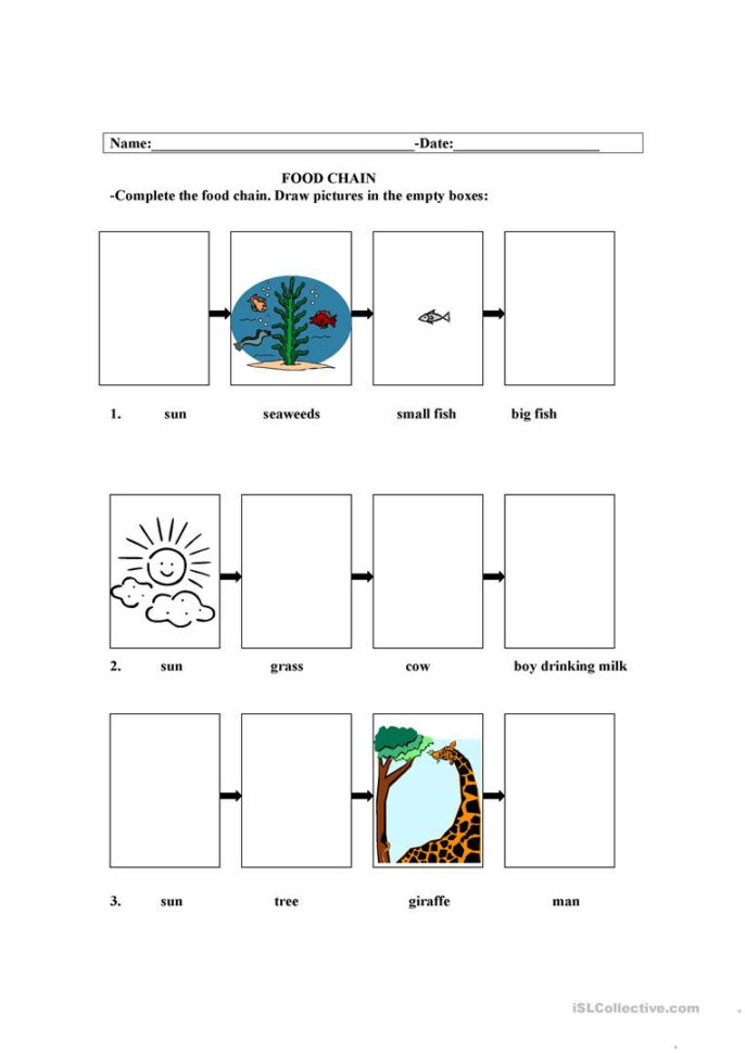 Food Chain  English Esl Worksheets