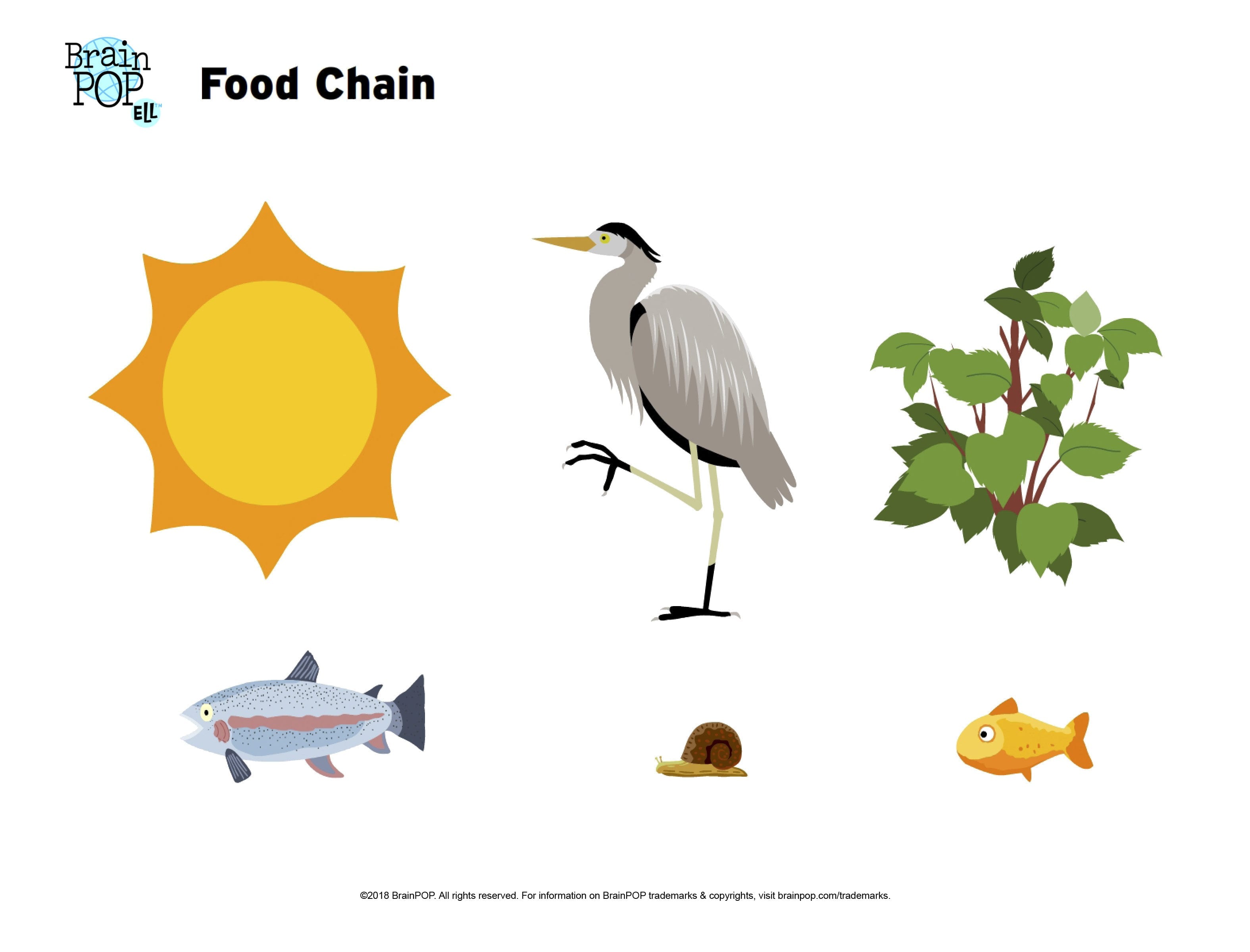 Food Chain Worksheet Pdf