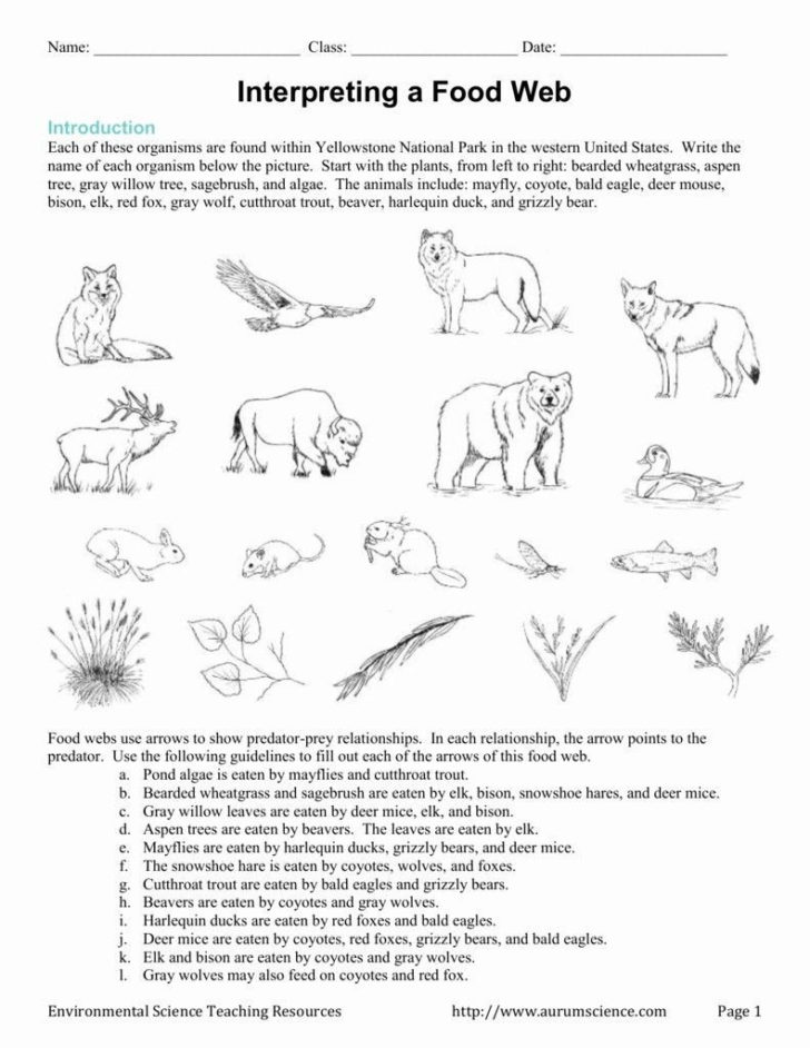 Food Web Worksheet Pdf