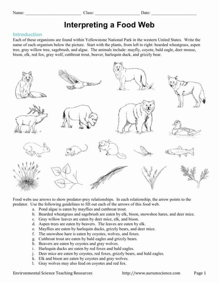 Food Chain Worksheet Pdf
