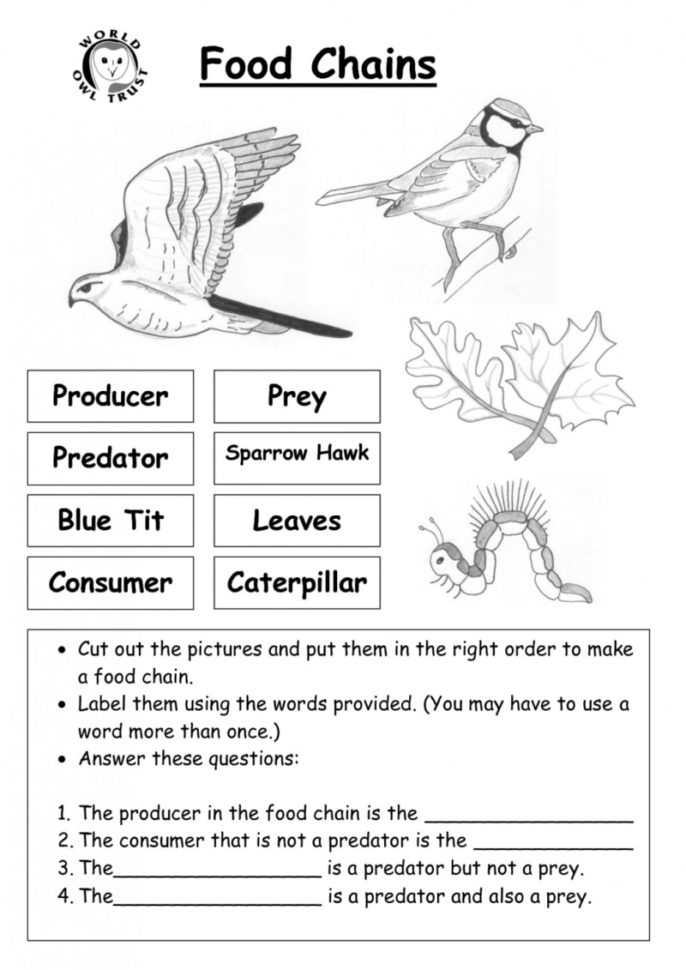 Food Chain Worksheets  Yooob