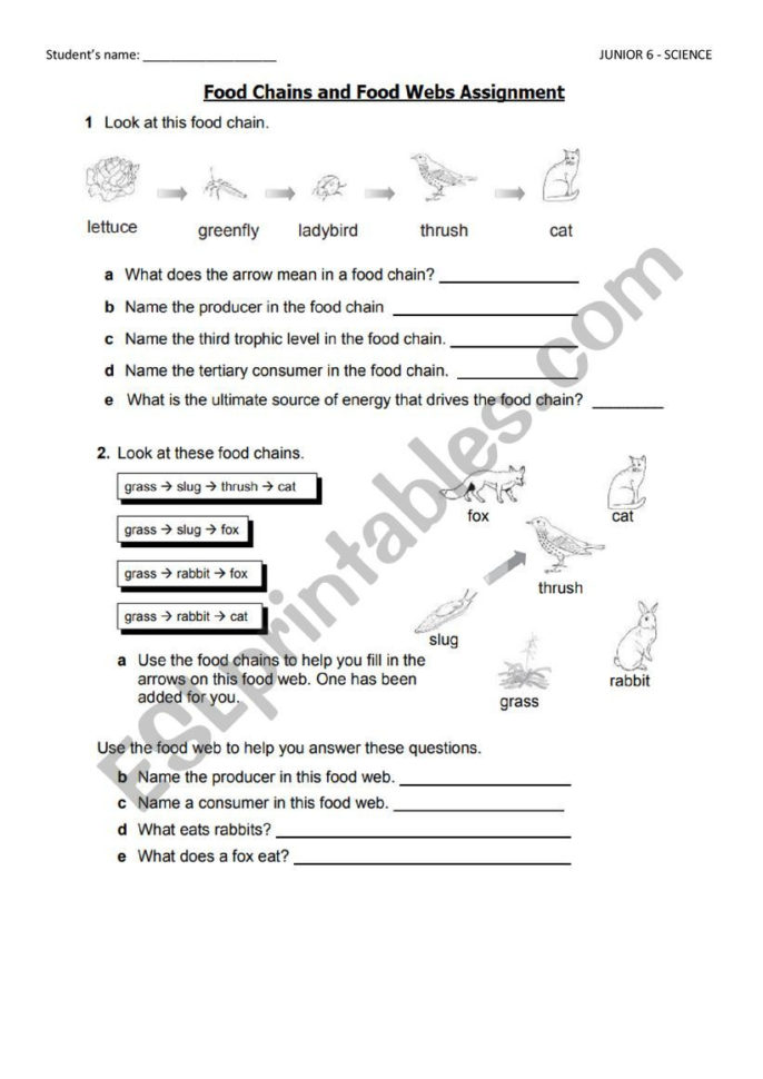 Food Chains And Food Webs  Esl Worksheeteuglive