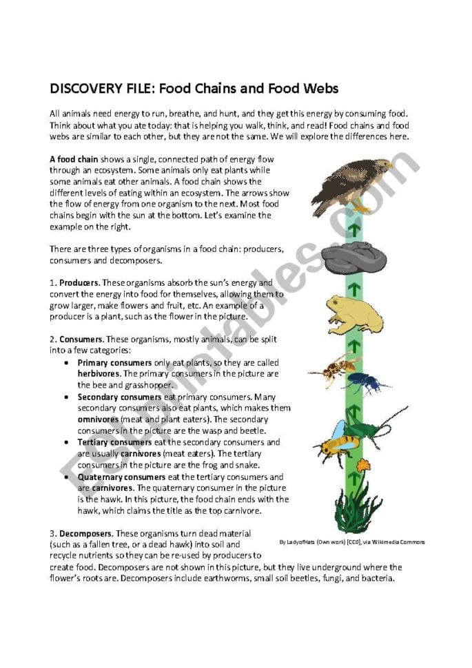 Food Chains And Webs  Esl Worksheettimothysweeney