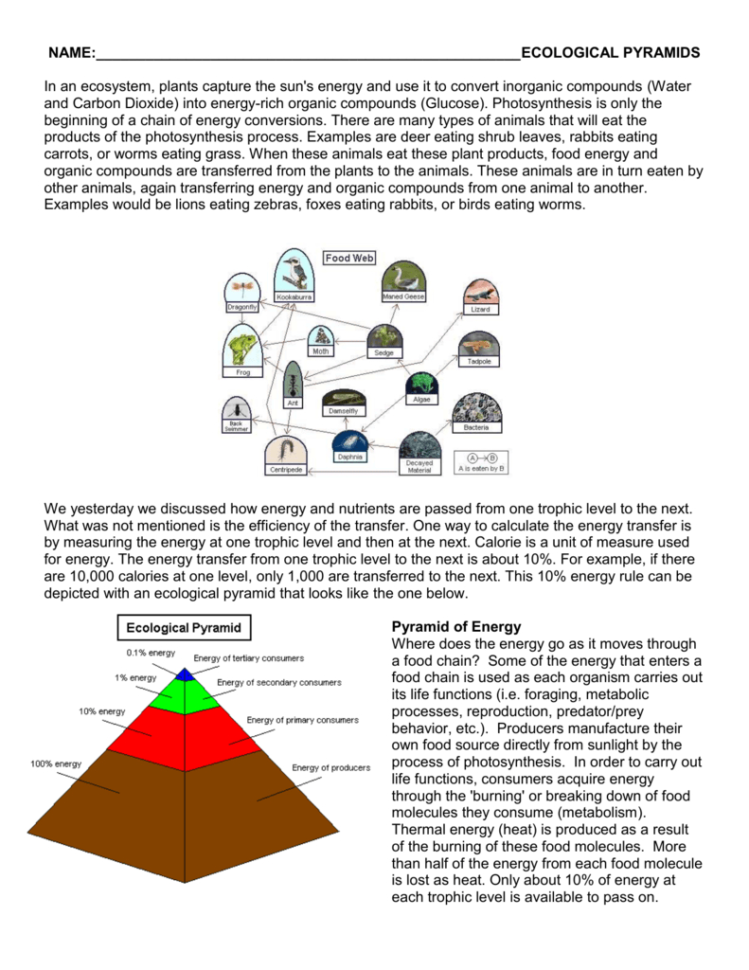 Food Chains Food Webs And Ecological Pyramids