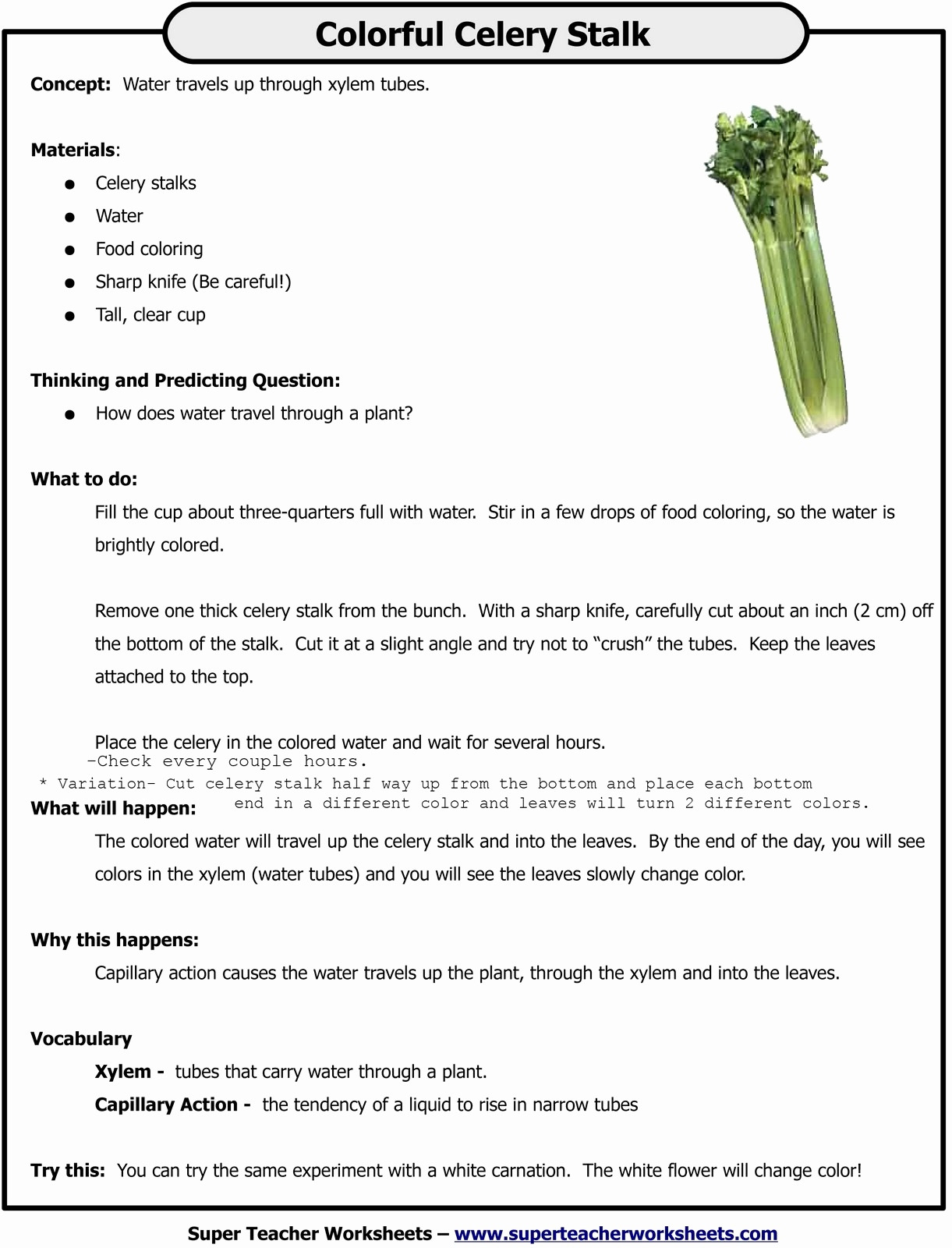 Food Coloring Flower Experiment Worksheet  15 Linearts For Free