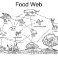 Food Web Drawing At Paintingvalley  Explore Collection