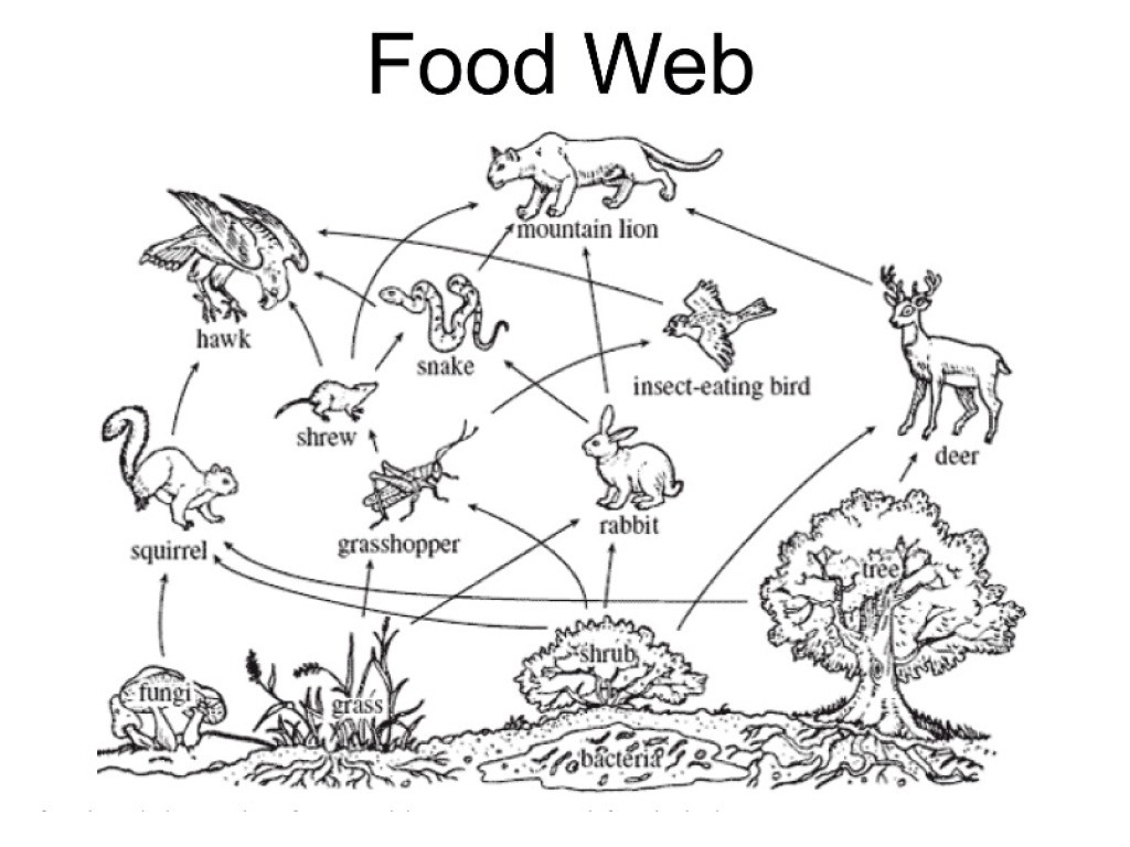 Food Web Drawing At Paintingvalley  Explore Collection