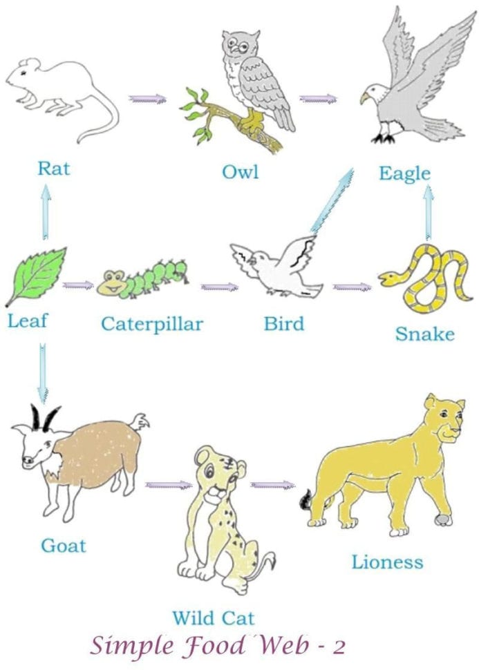Food Web Full Image