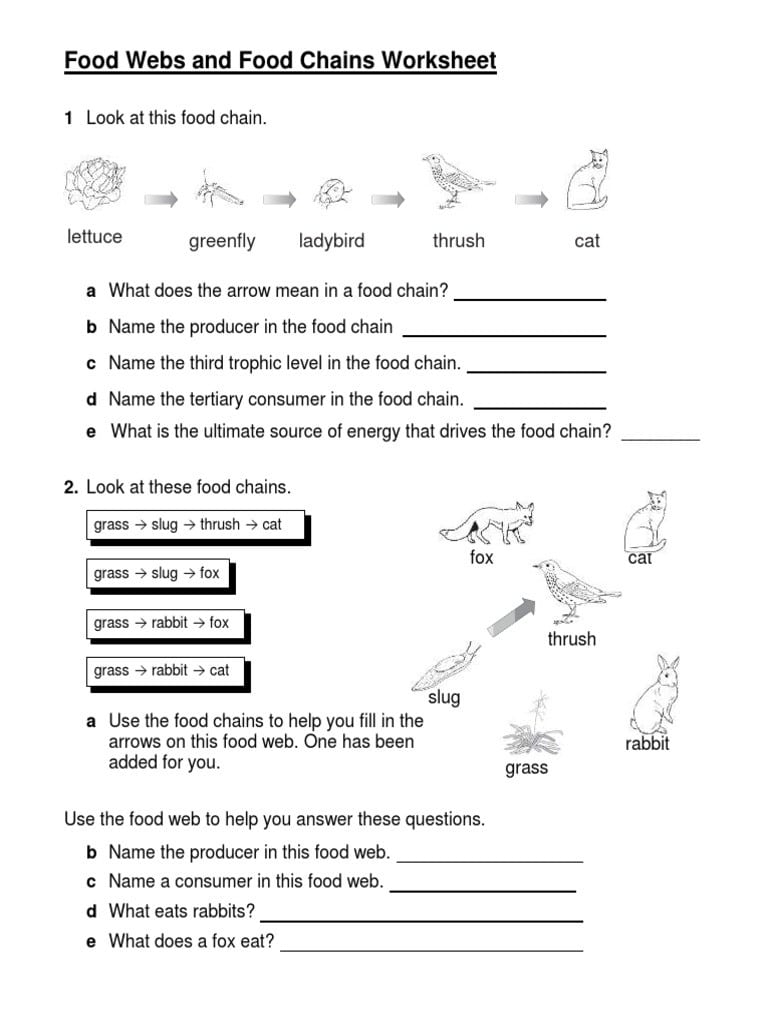 Food Webs And Chains Worksheet Pdf Food Web Worksheet