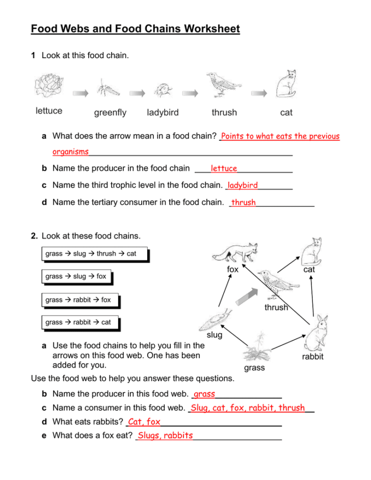 Food Chain Worksheet 5Th Grade Db excel